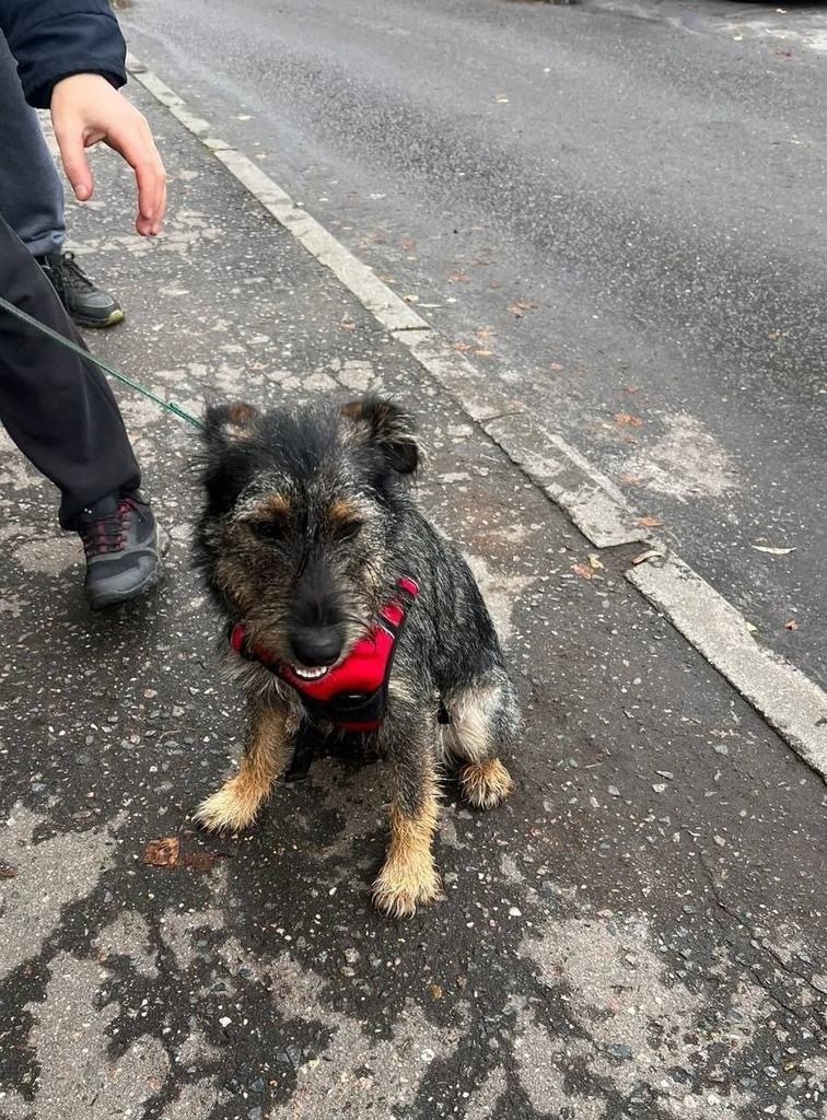 Пропала собака в Обнинске — фото объявления