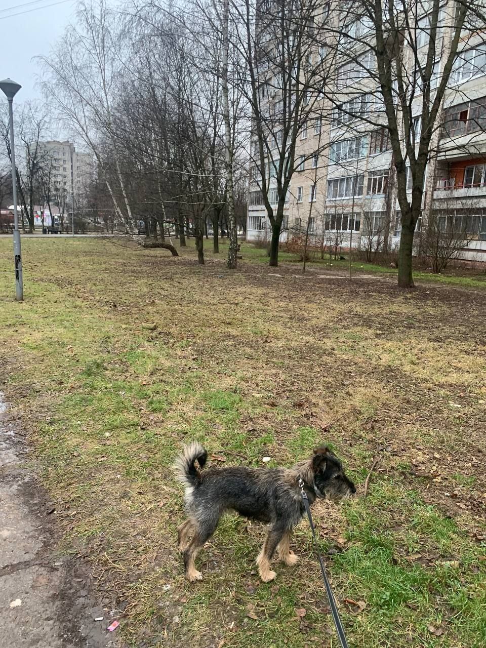 Пропала собака в Обнинске — фото объявления