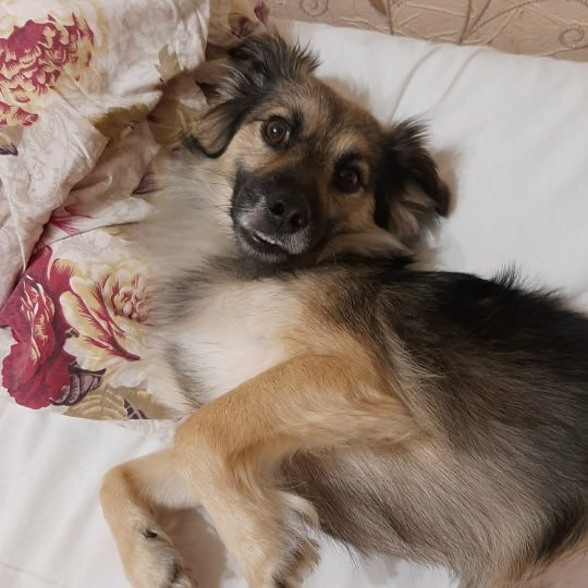 Пропала собака в Обнинске — фото объявления