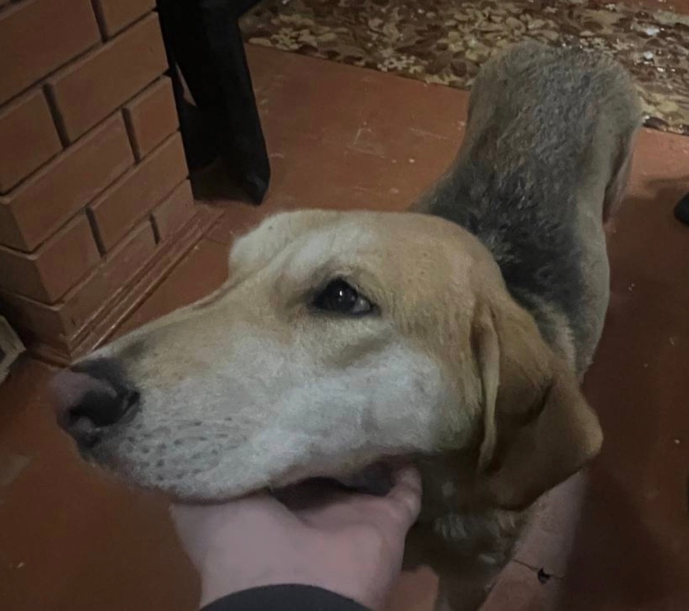 Найдена собака в Обнинске — фото объявления