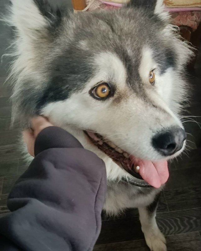 Пропала собака в Обнинске — фото объявления