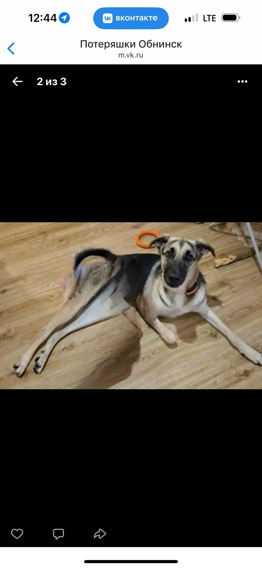 Пропала собака в Обнинске — фото объявления