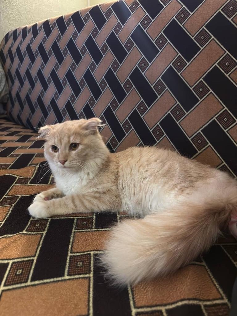 Найдена кошка в Обнинске — фото объявления