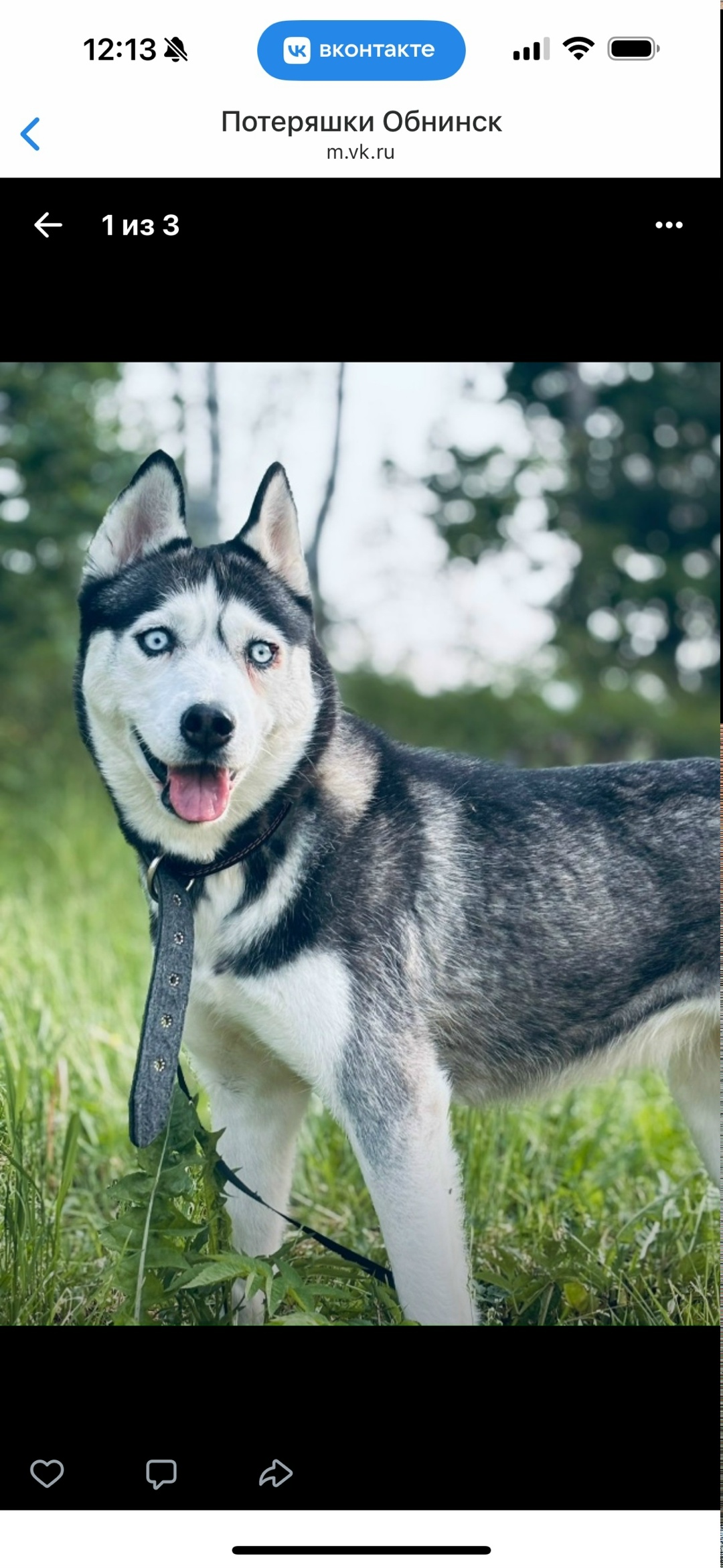 Пропала собака в Обнинске — фото объявления