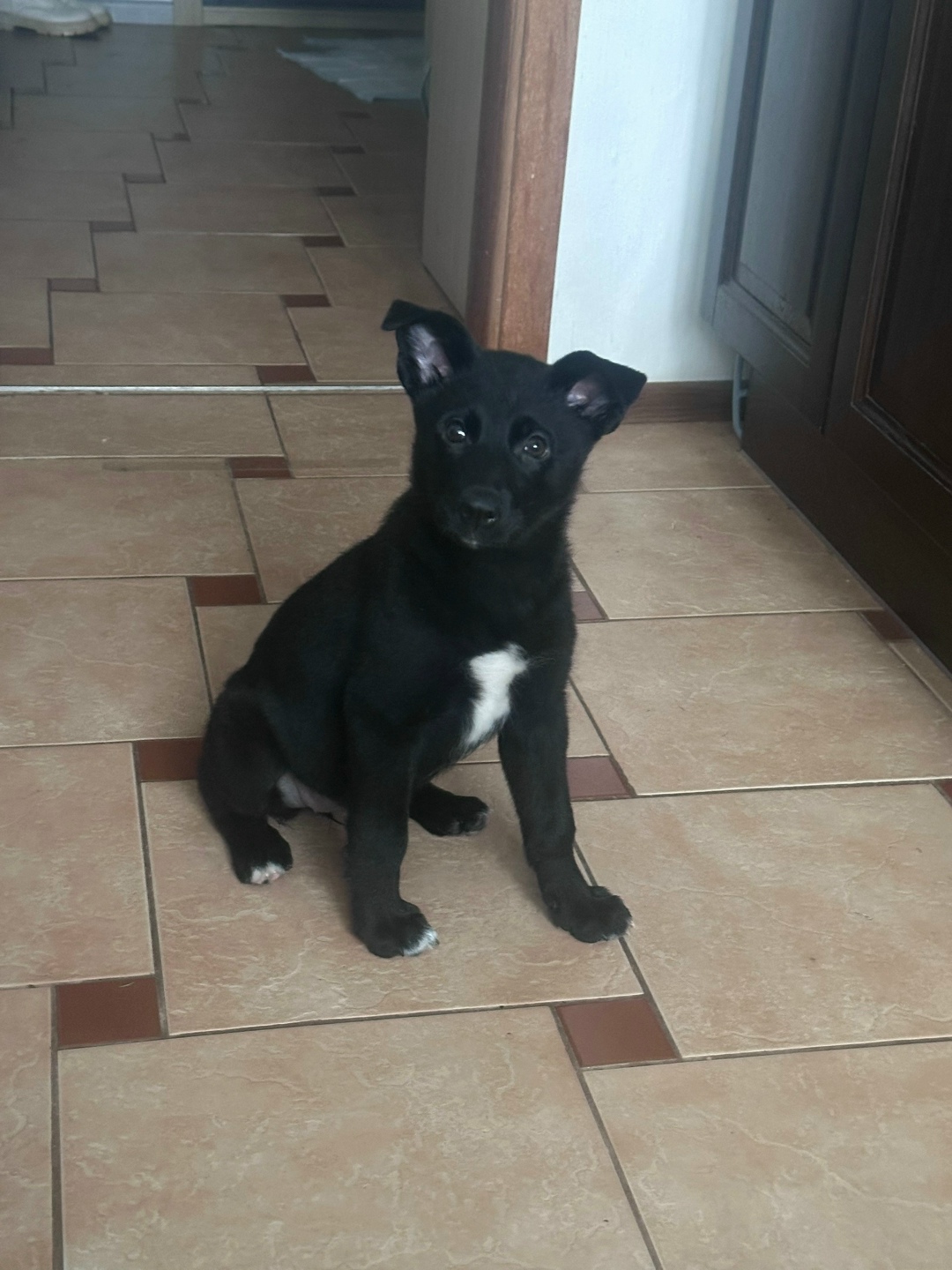 Найдена собака в Обнинске — фото объявления