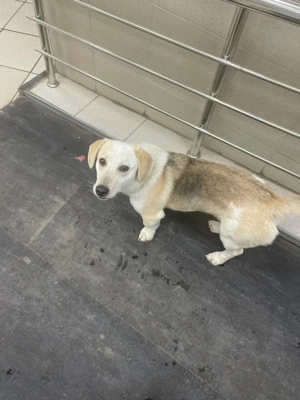 Пропала собака в Обнинске — фото объявления