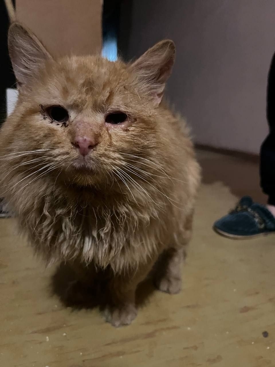 Найдена кошка в Обнинске — фото объявления