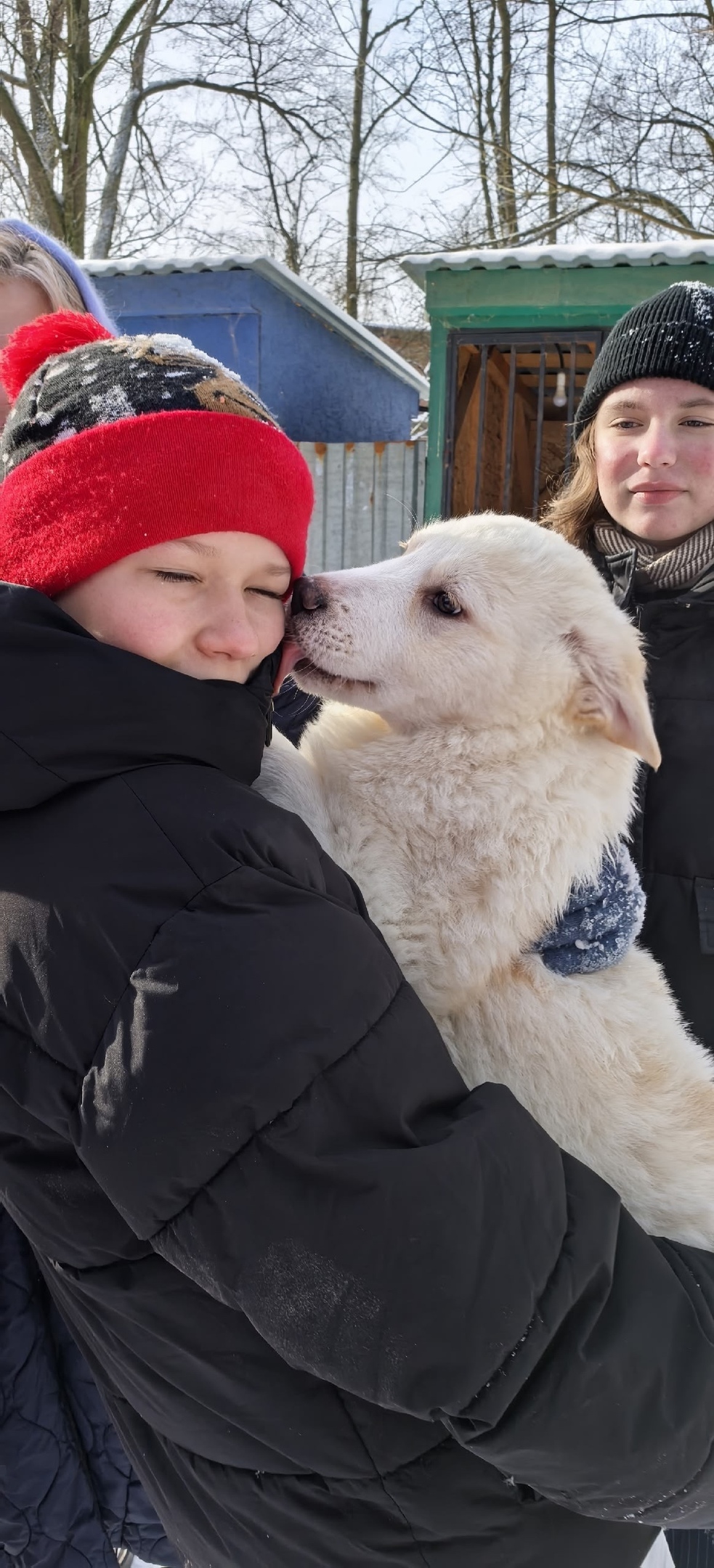 Найдена собака в Обнинске — фото объявления