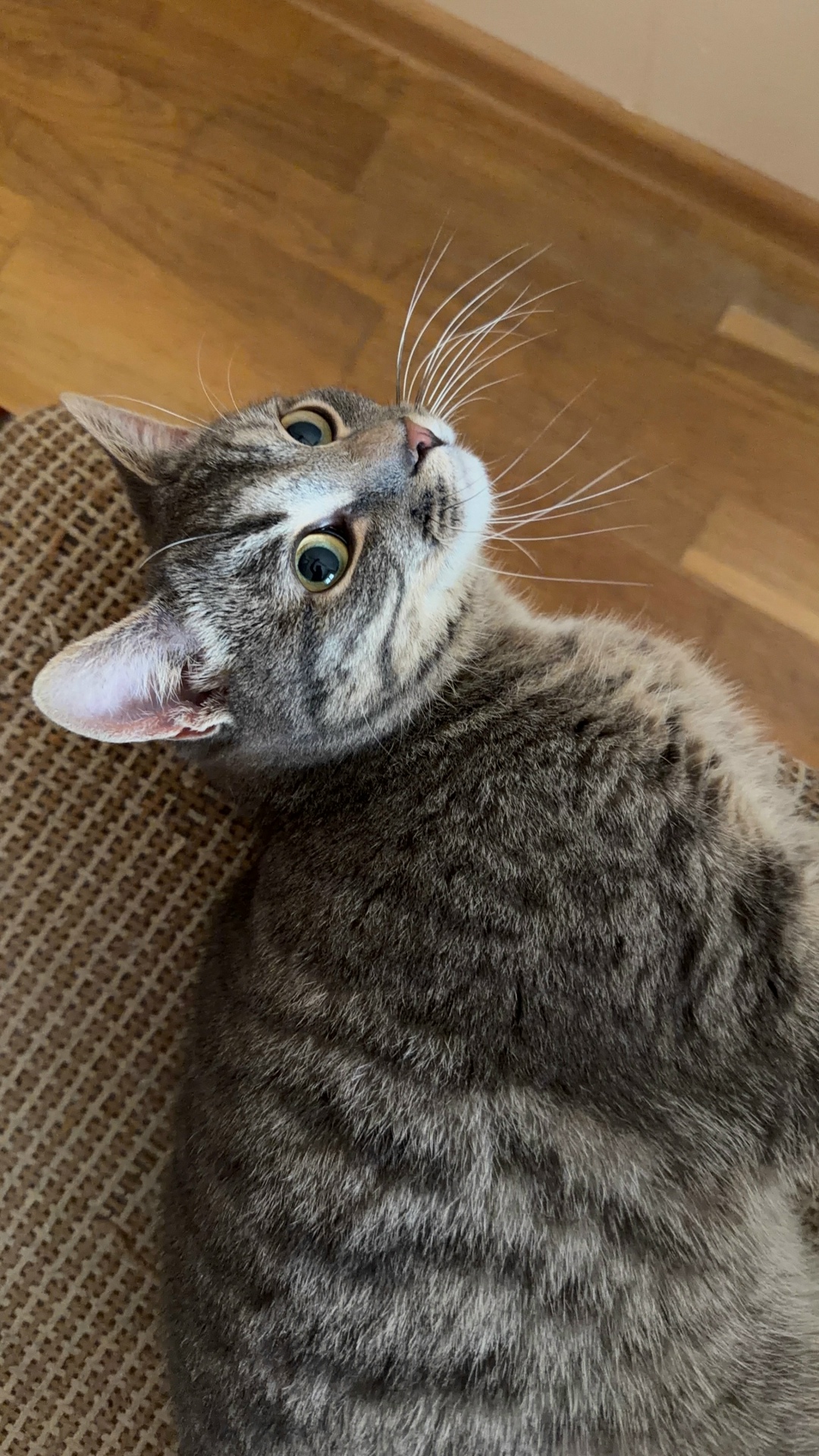 Найдена кошка в Обнинске — фото объявления