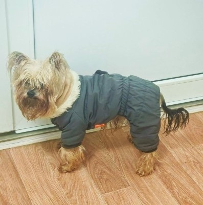 Найдена собака в Обнинске — фото объявления