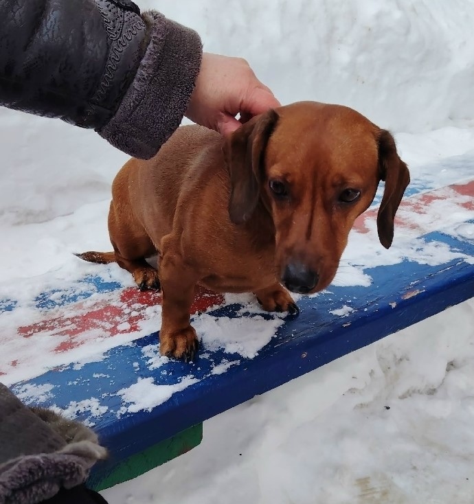 Найдена собака в Обнинске — фото объявления