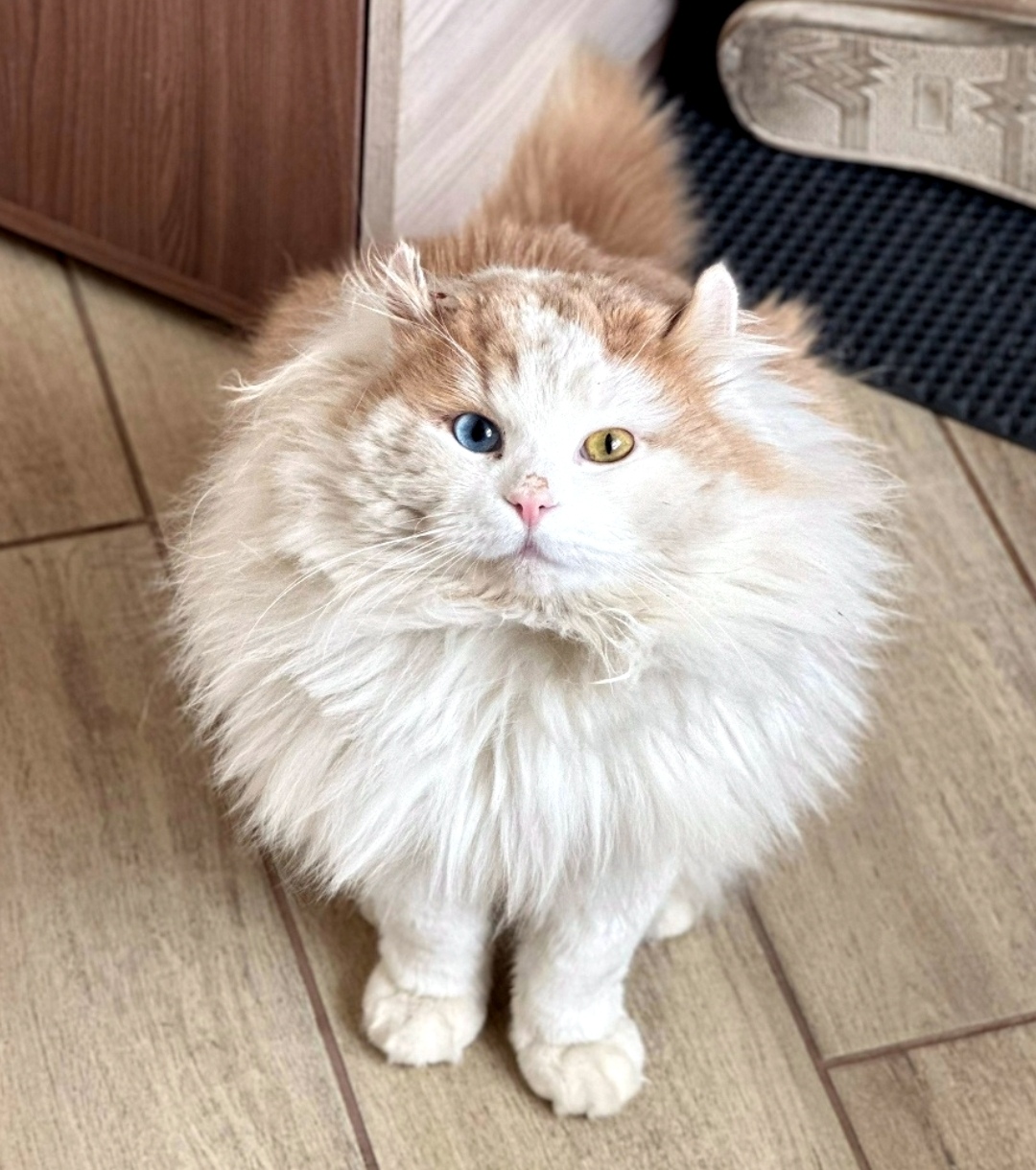 Найдена кошка в Обнинске — фото объявления