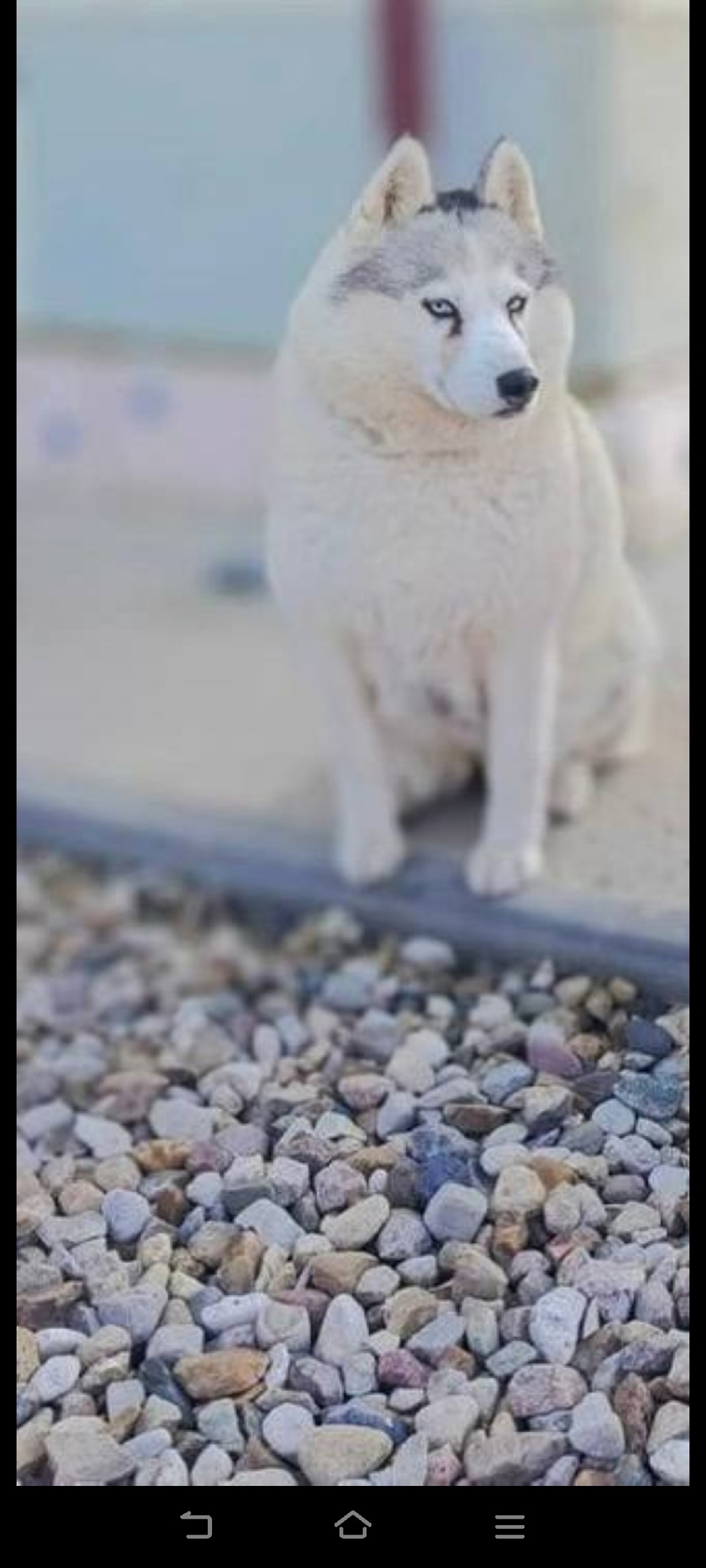 Пропала собака в Обнинске — фото объявления