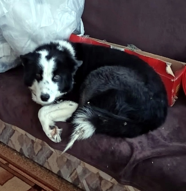 Найдена собака в Обнинске — фото объявления