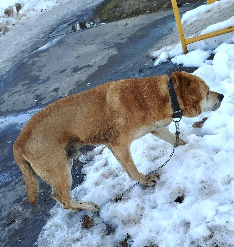 Пропала собака в Обнинске — фото объявления