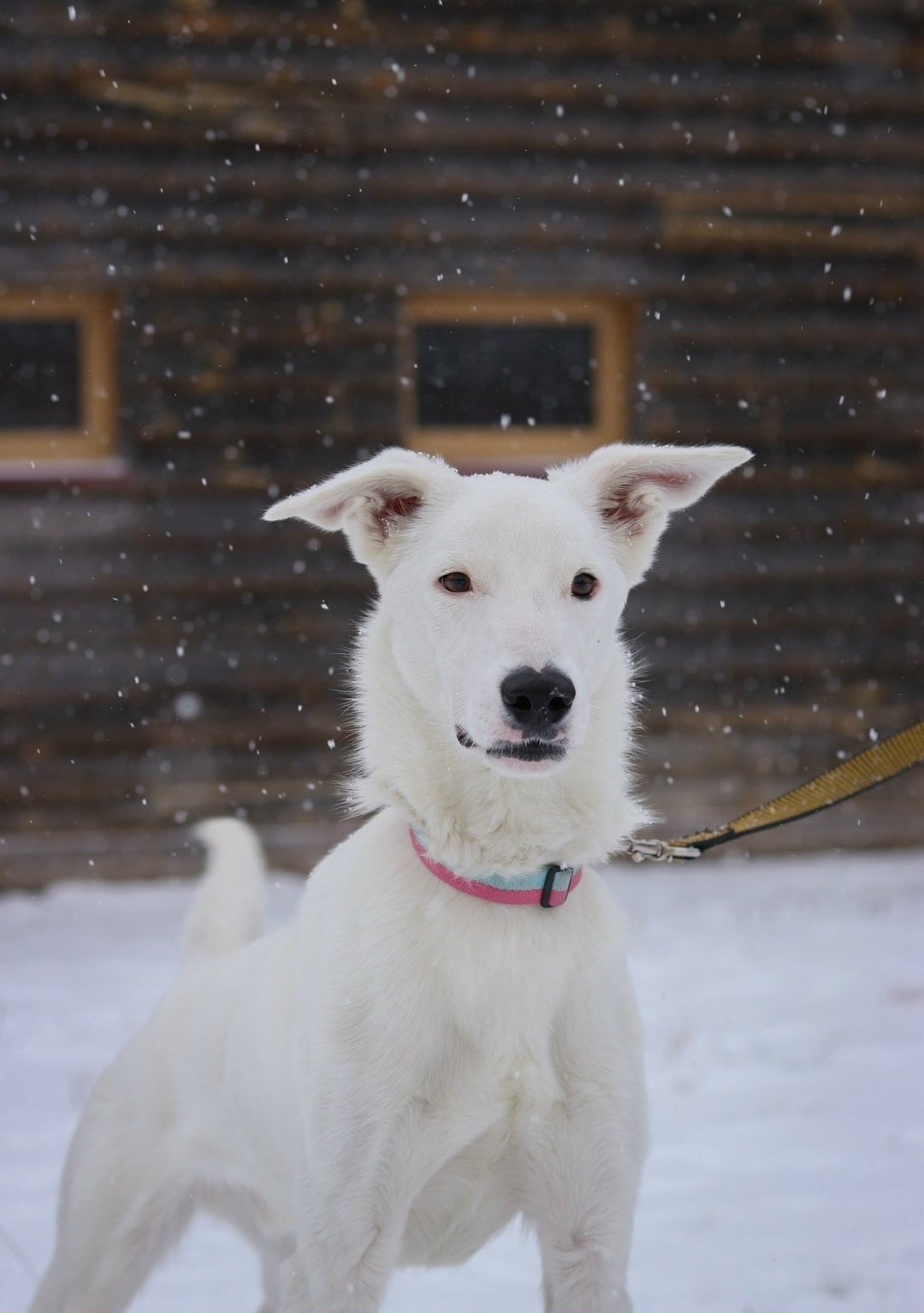 Найдена собака в Обнинске — фото объявления