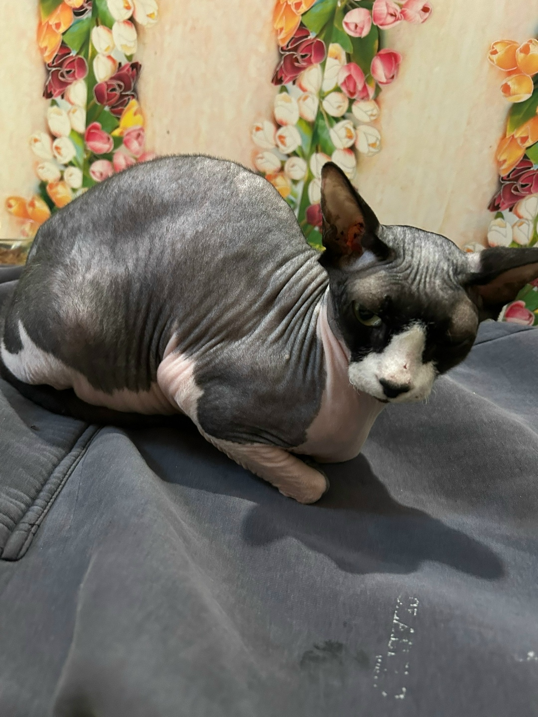 Найдена кошка в Обнинске — фото объявления