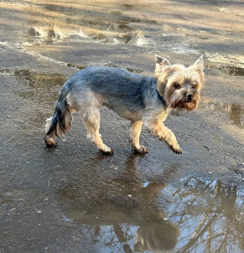 Найдена собака в Обнинске — фото объявления