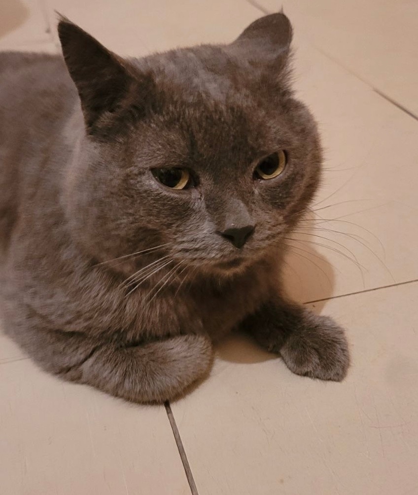 Найдена кошка в Обнинске — фото объявления