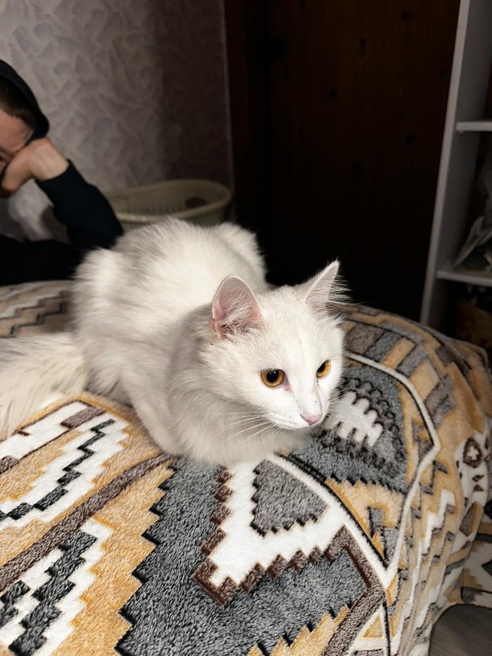 Найдена кошка в Обнинске — фото объявления