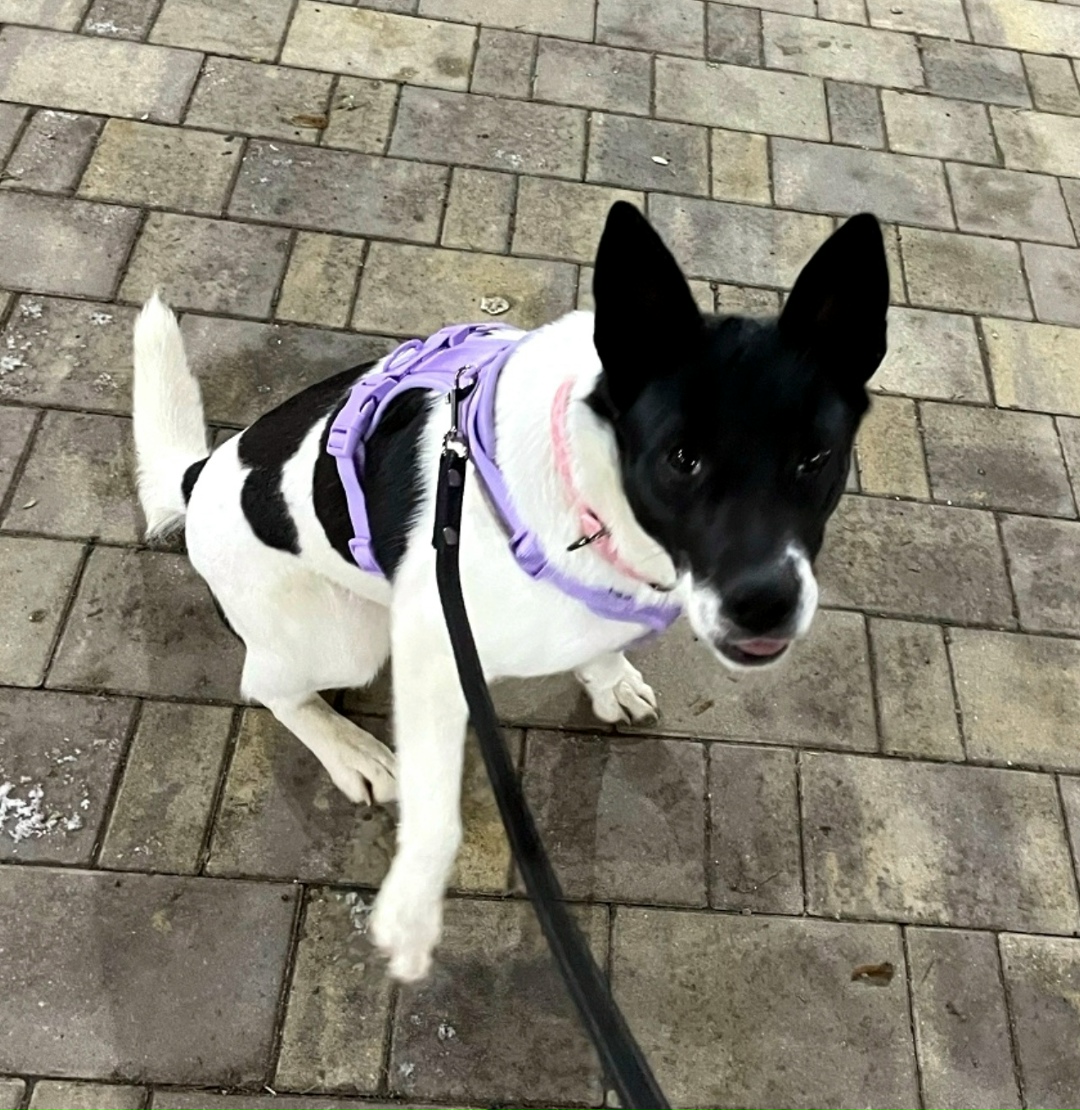 Найдена собака в Обнинске — фото объявления