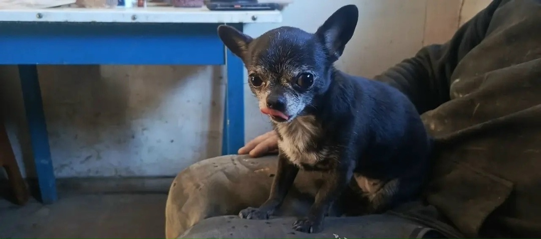 Найдена собака в Обнинске — фото объявления