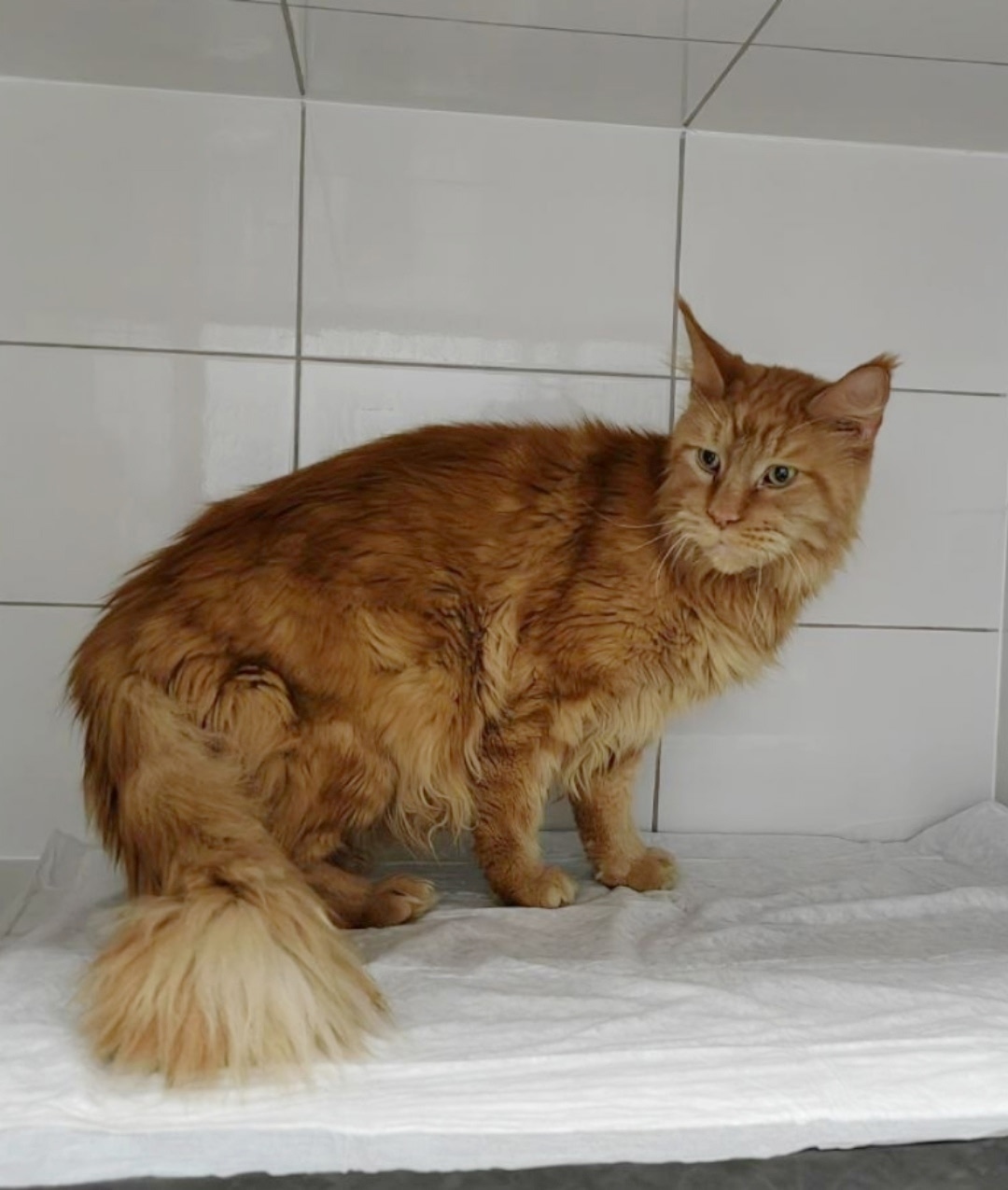 Найдена кошка в Обнинске — фото объявления