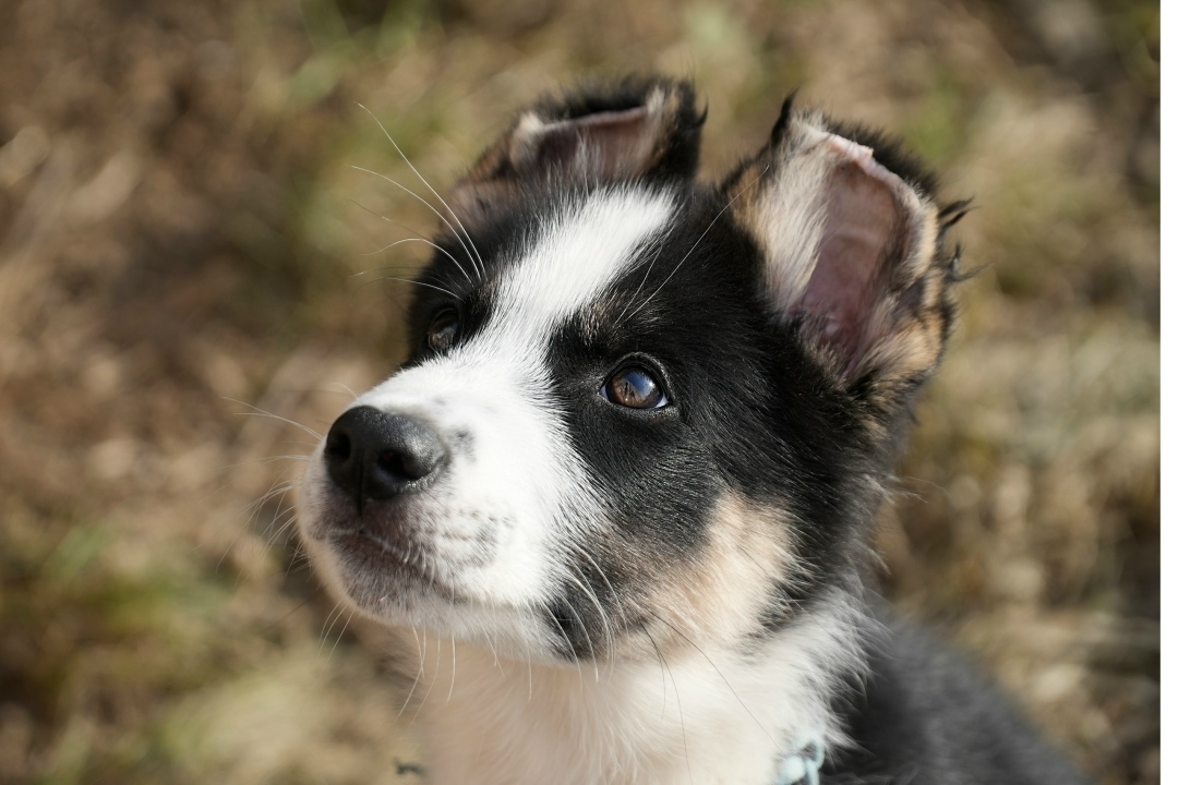 Найдена собака в Обнинске — фото объявления