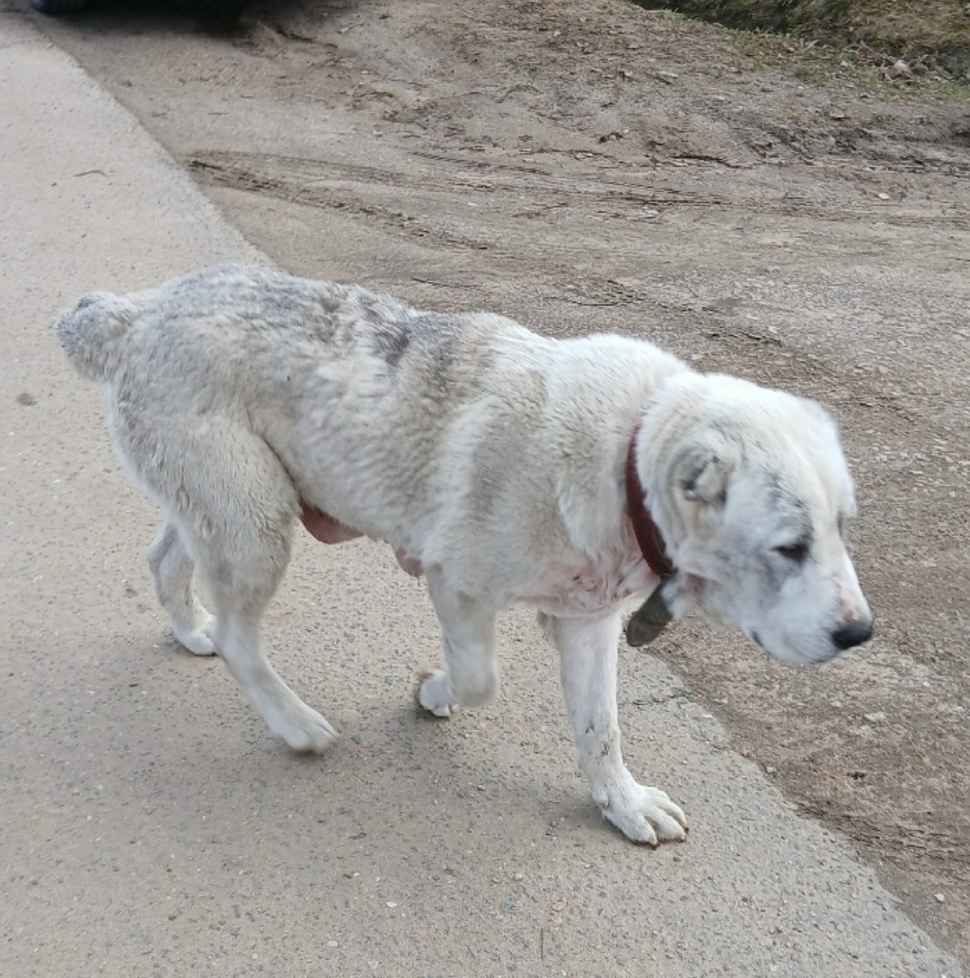 Пропала собака в Обнинске — фото объявления