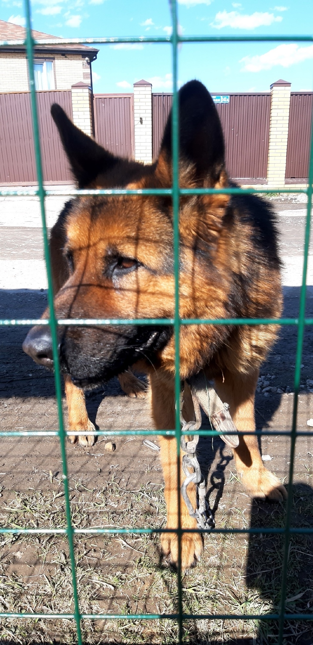 Пропала собака в Обнинске — фото объявления