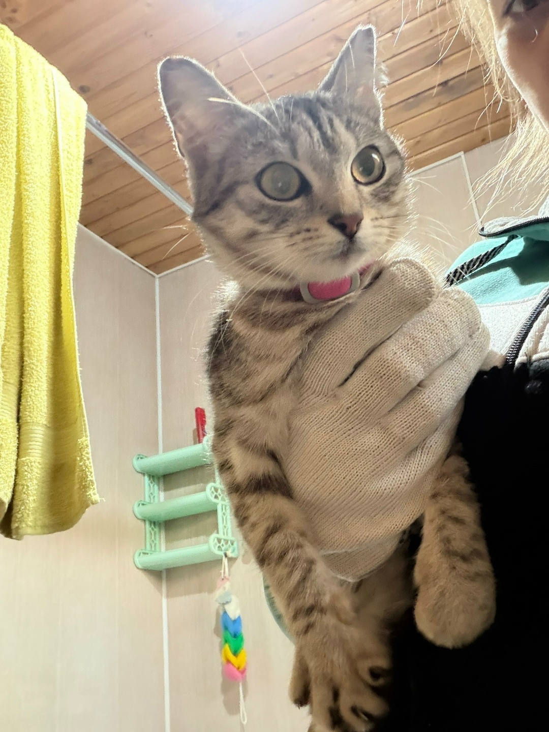 Найдена кошка в Обнинске — фото объявления