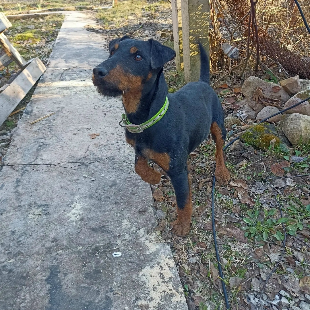 Найдена собака в Обнинске — фото объявления