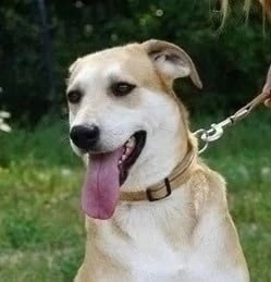 Найдена собака в Обнинске — фото объявления