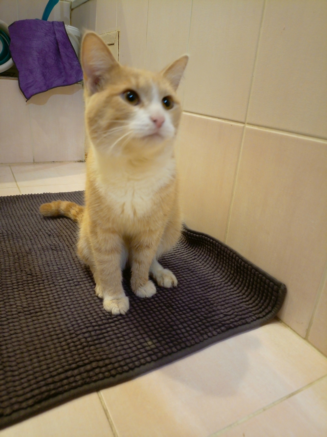 Найдена кошка в Обнинске — фото объявления