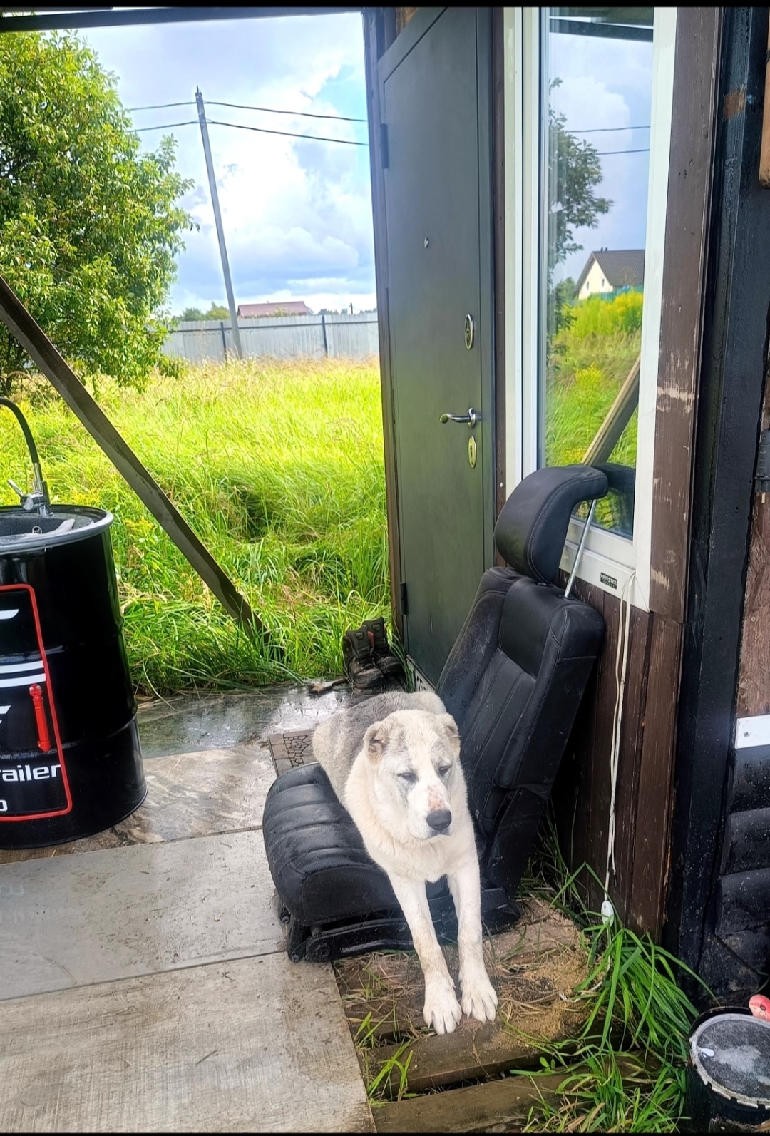 Пропала собака в Обнинске — фото объявления