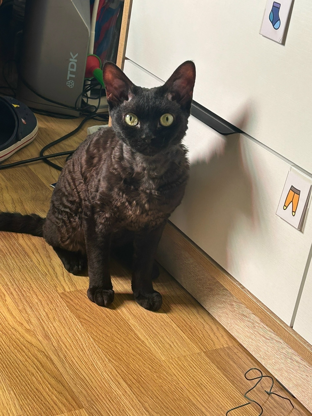 Пропала кошка в Обнинске — фото объявления