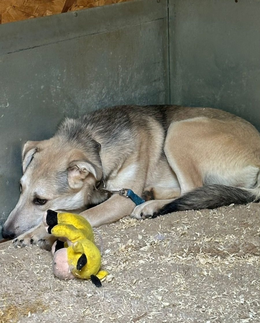 Пропала собака в Обнинске — фото объявления