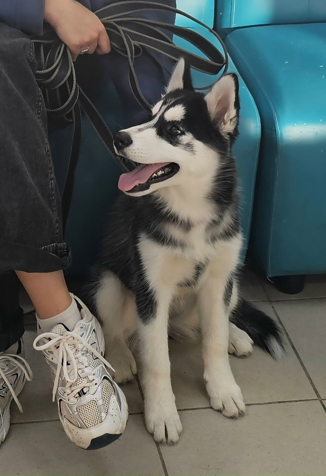 Найдена собака в Обнинске — фото объявления