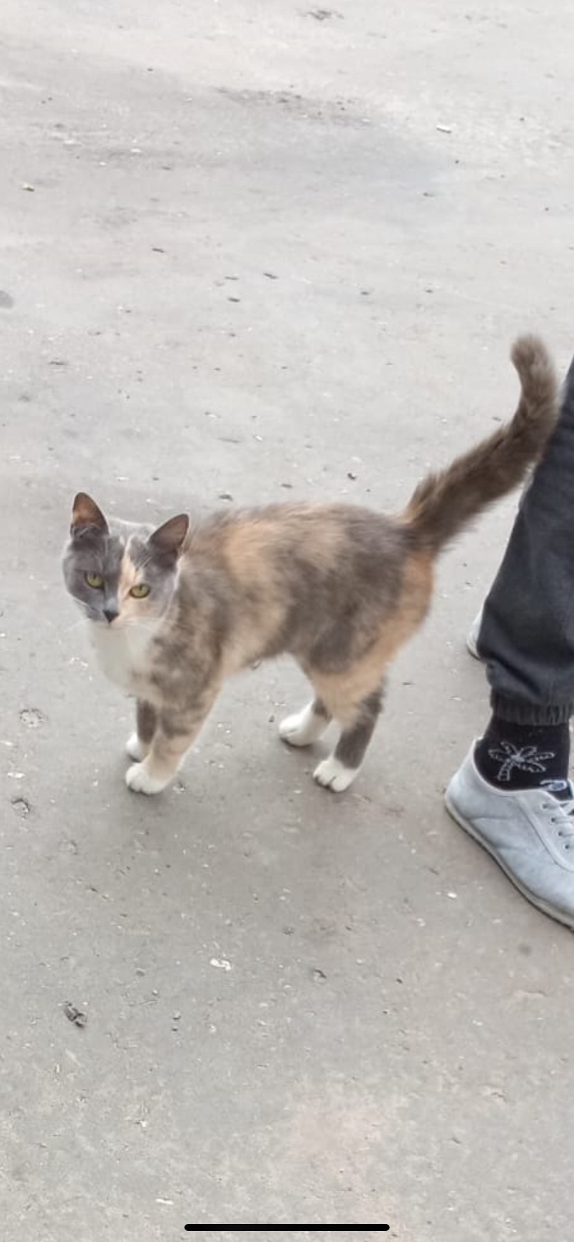 Пропала кошка в Обнинске — фото объявления