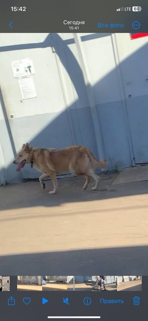 Пропала собака в Обнинске — фото объявления