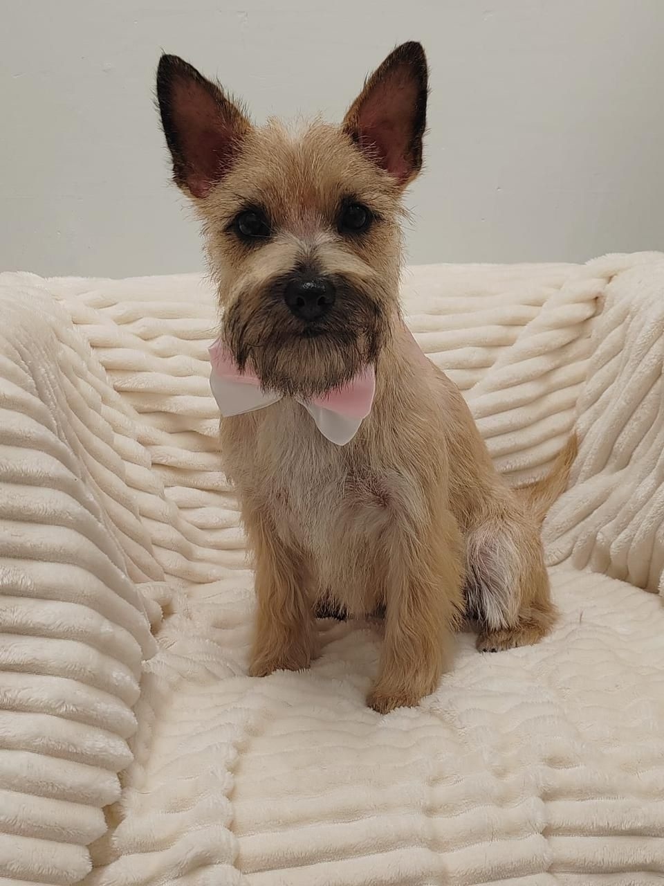 Пропала собака в Обнинске — фото объявления