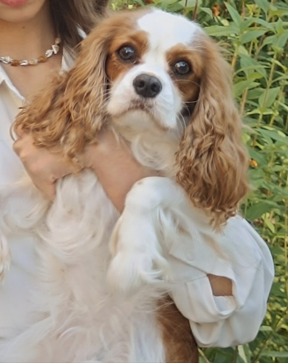 Пропала собака в Обнинске — фото объявления