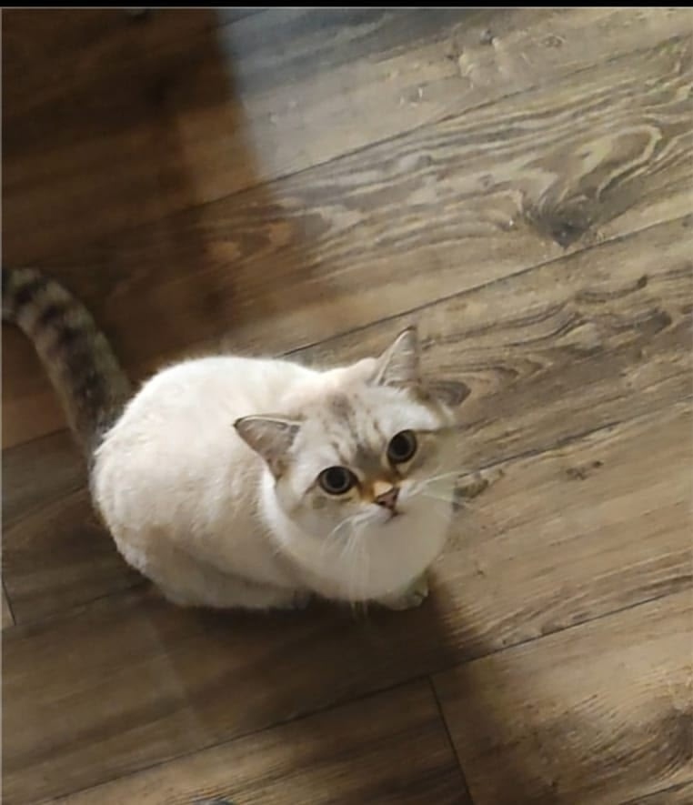 Пропала кошка в Обнинске — фото объявления