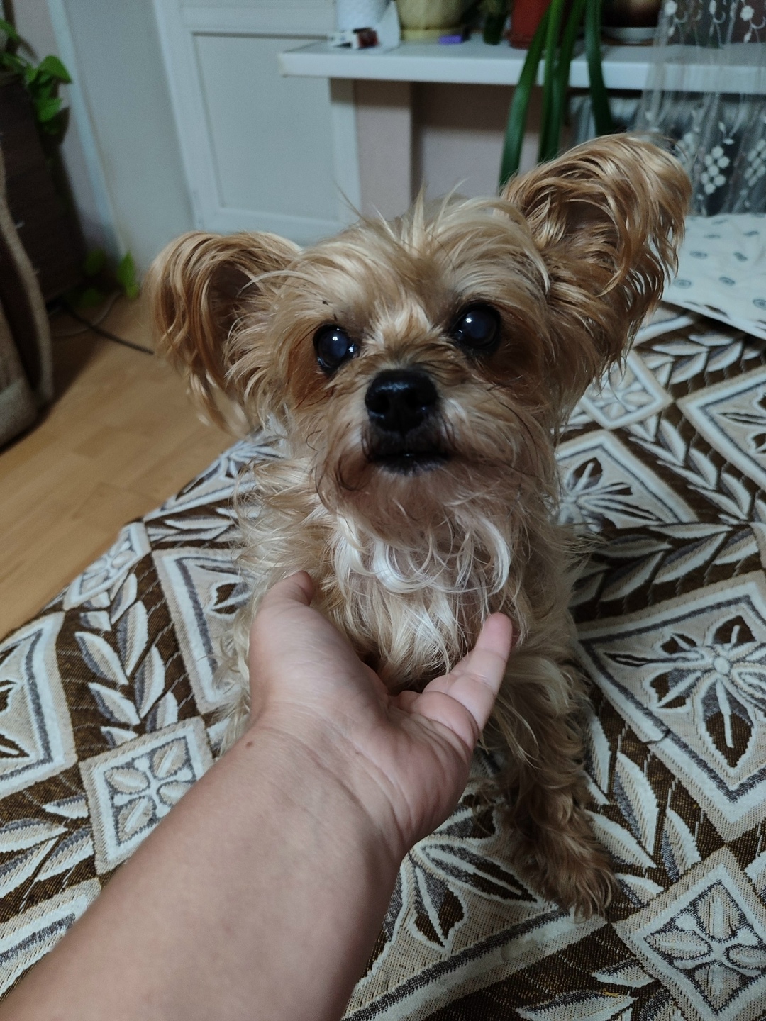 Найдена собака в Обнинске — фото объявления