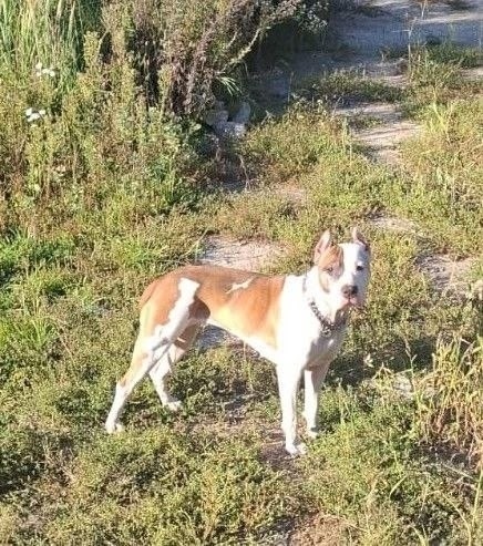 Найдена собака в Обнинске — фото объявления