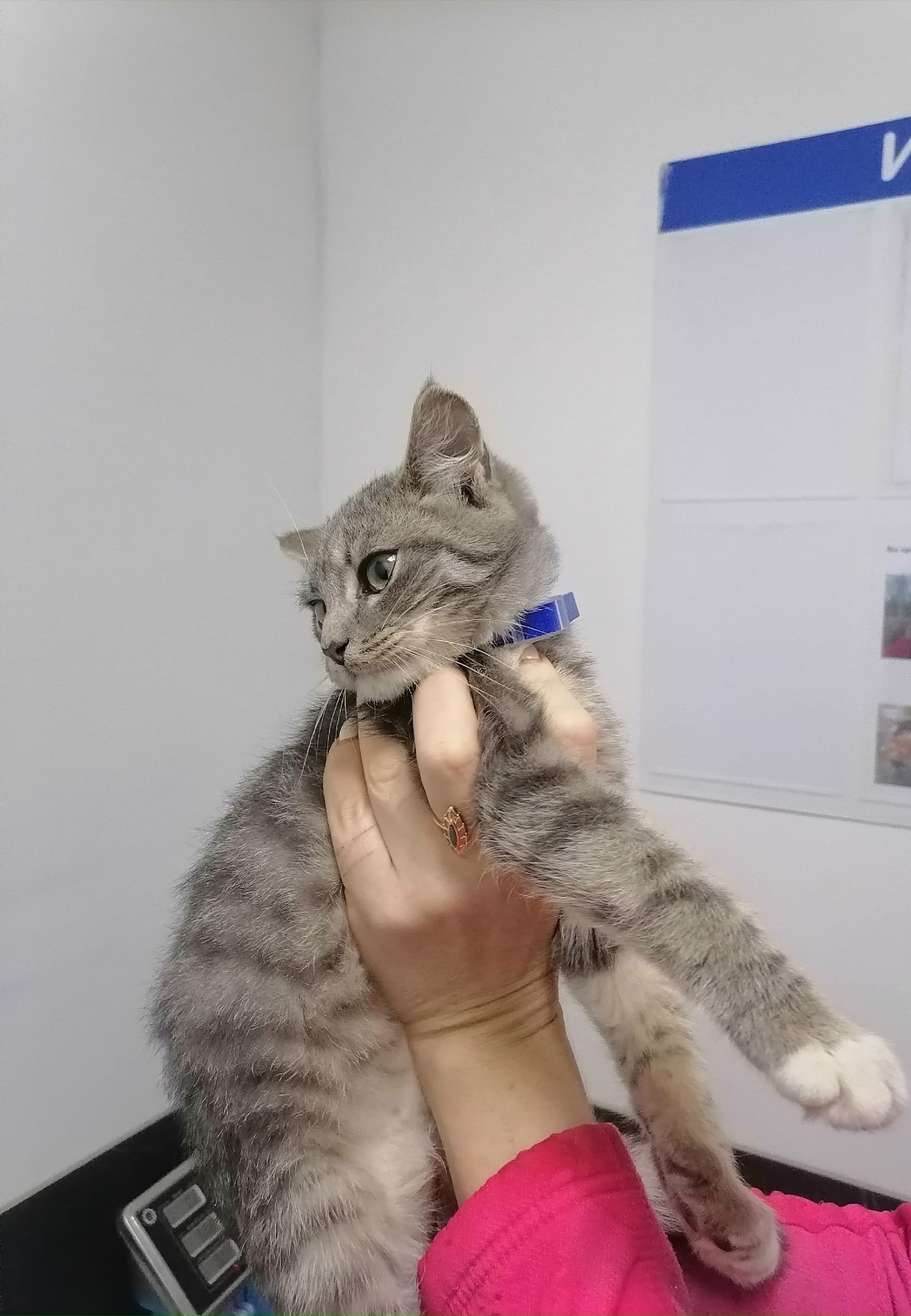 Пропала кошка в Обнинске — фото объявления