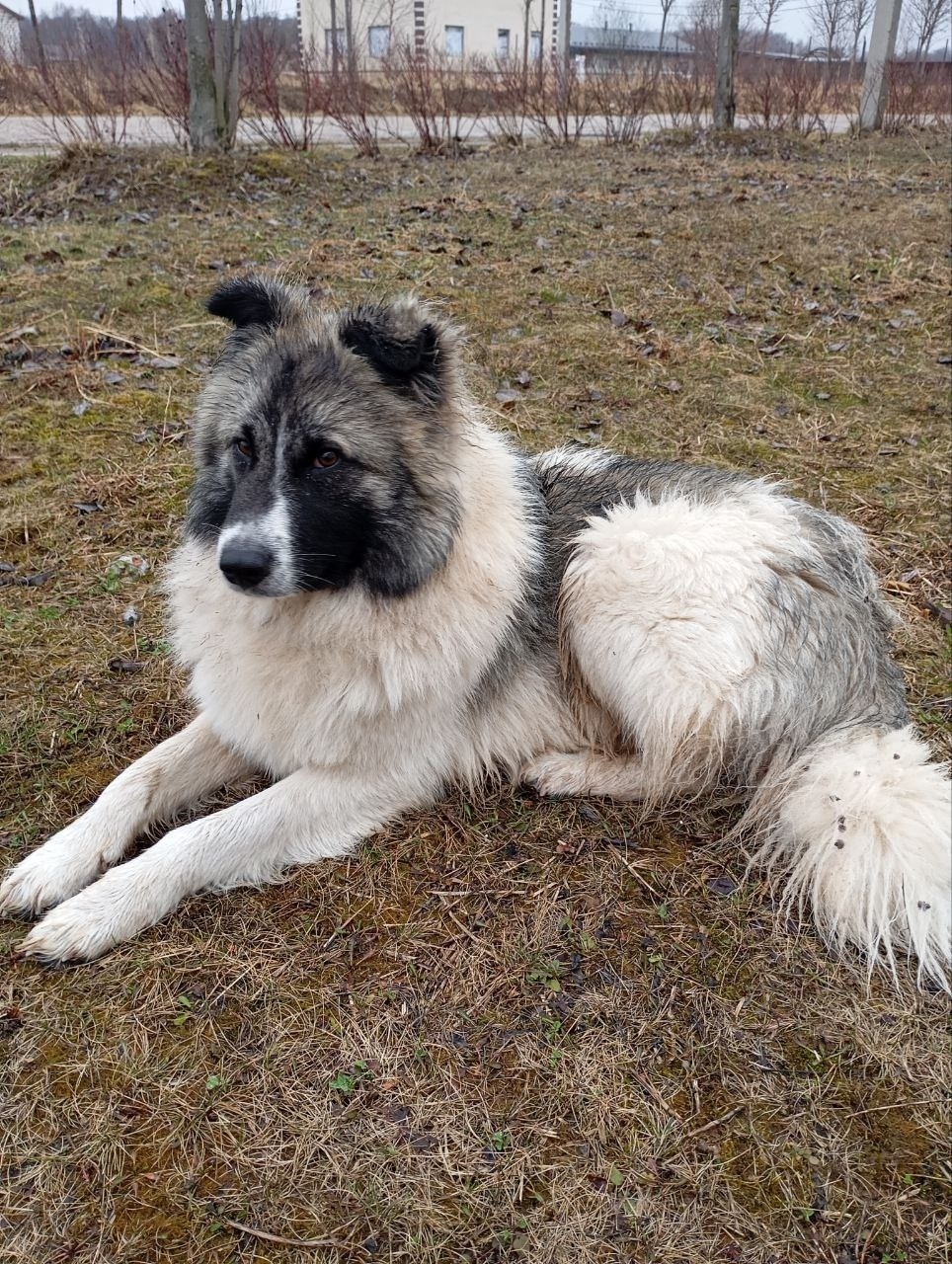 Пропала собака в Обнинске — фото объявления
