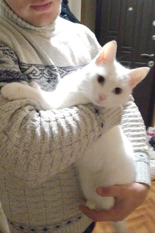 Пропала кошка в Обнинске — фото объявления