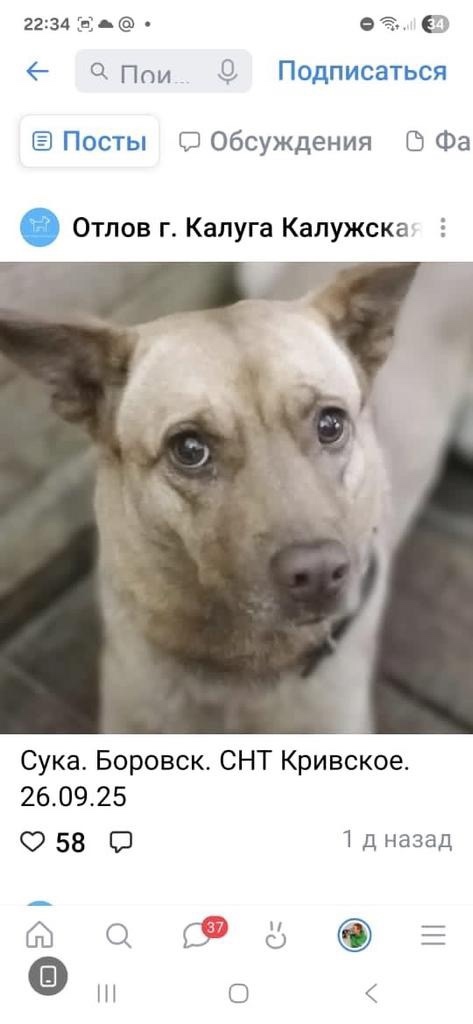 Найдена собака в Обнинске — фото объявления