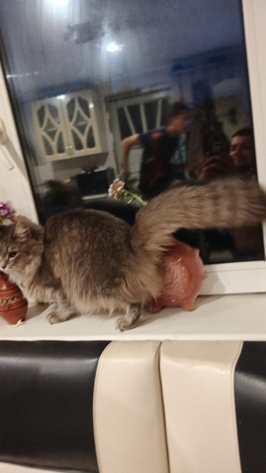 Пропала кошка в Обнинске — фото объявления